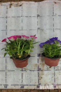 高度5厘米矮牵牛