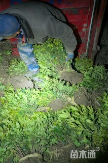 高度40厘米海桐