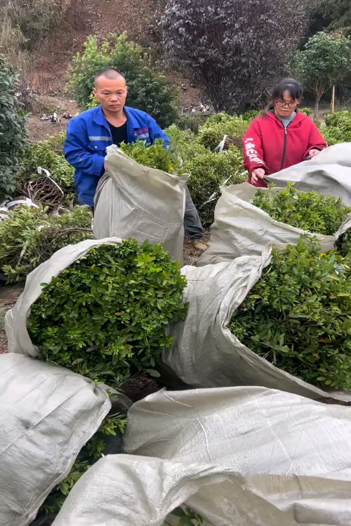 冠幅120厘米杜鹃球