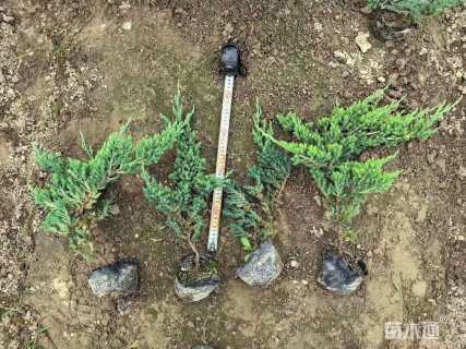高度25厘米铺地柏
