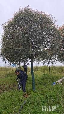 10公分桂花