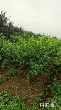 4公分桃树