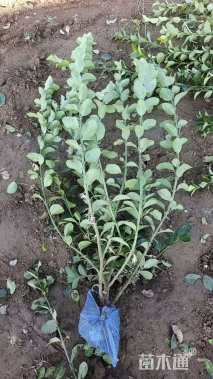 高度60厘米卫矛小苗