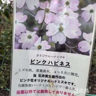 10公分四照花