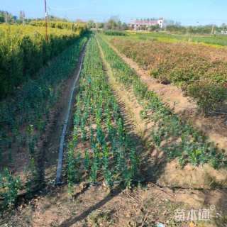 高度30厘米北海道黄杨