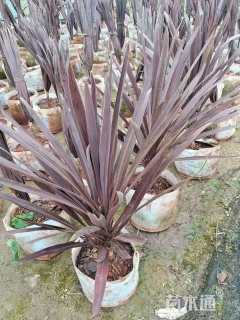 高度40厘米澳洲朱蕉