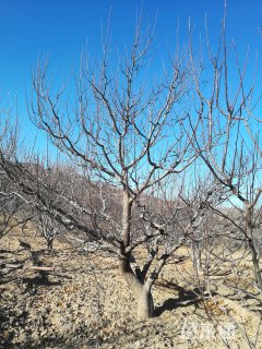 18公分八棱海棠