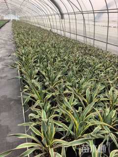 高度30厘米金边凤尾兰