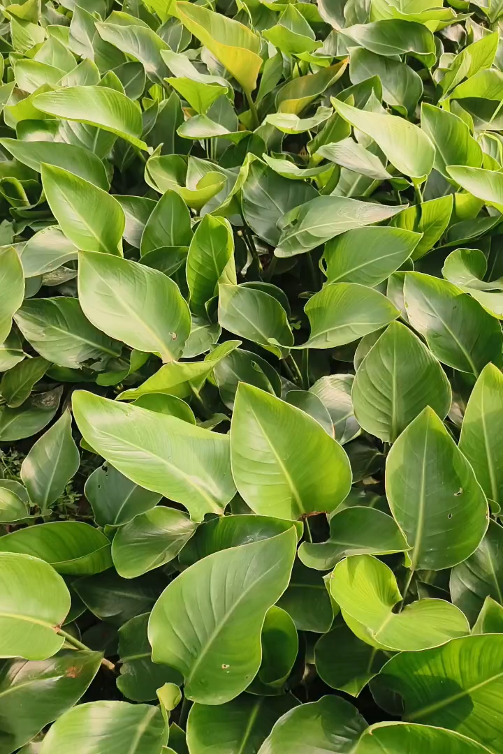 高度30厘米天堂鸟