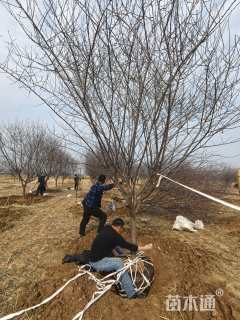 高度300厘米红叶榆叶梅