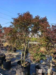 高度200厘米三季红红枫