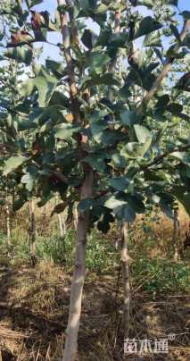 5公分梨树