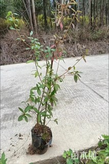 高度40厘米映山红