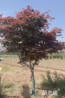 8公分日本红枫