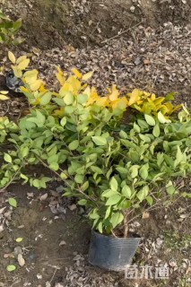 高度50厘米金森女贞