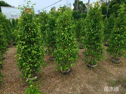 5公分垂叶榕