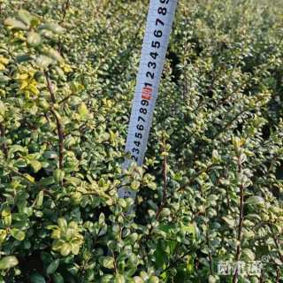 高度30厘米龟甲冬青