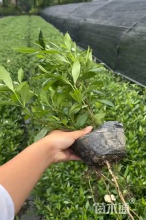 高度45厘米大叶栀子