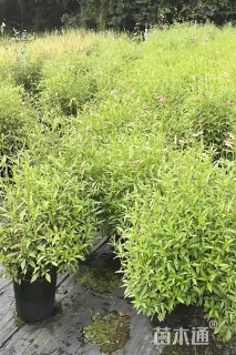 高度40厘米鬼针草