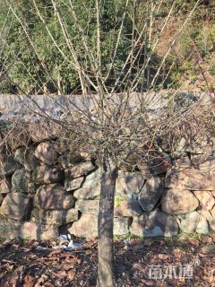 11公分垂丝海棠