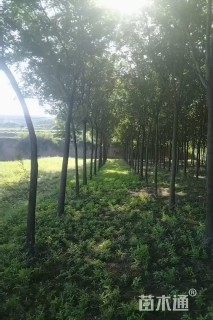 10公分国槐