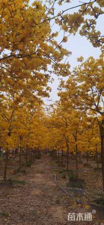 15公分黄花风铃木