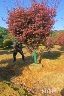 14公分日本红枫