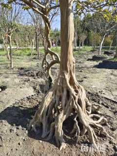 高度5.5厘米红花紫薇