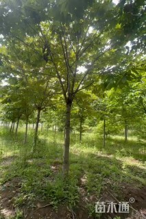 14公分七叶树
