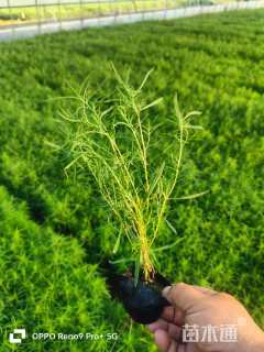 高度20厘米地肤