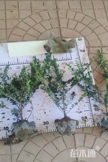 高度40厘米龟甲冬青小苗