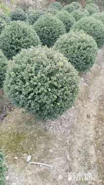 冠幅50厘米龟甲冬青球
