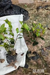 高度25厘米茶梅