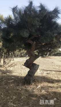 高度20厘米油松