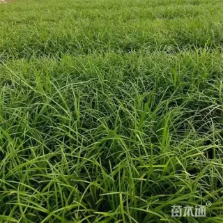 高度15厘米麦冬