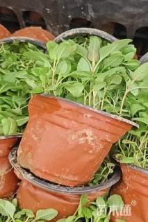 高度12厘米婆婆纳