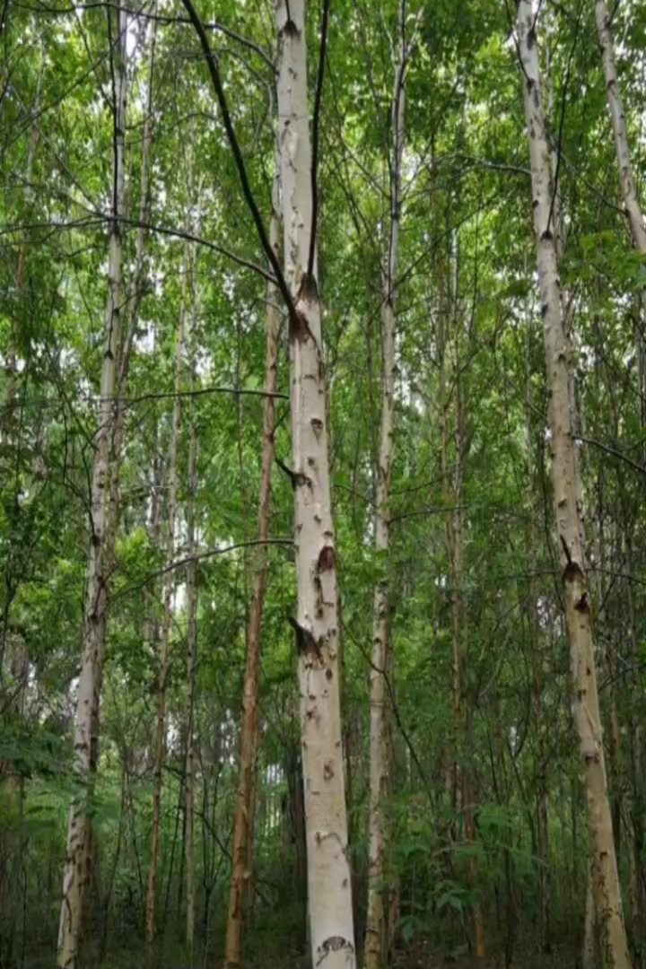 15公分白桦