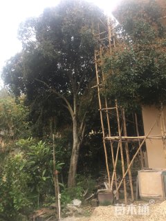 桂花