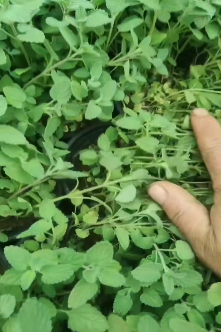 高度10厘米荆芥