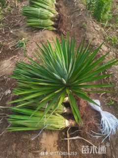 高度60厘米凤尾兰