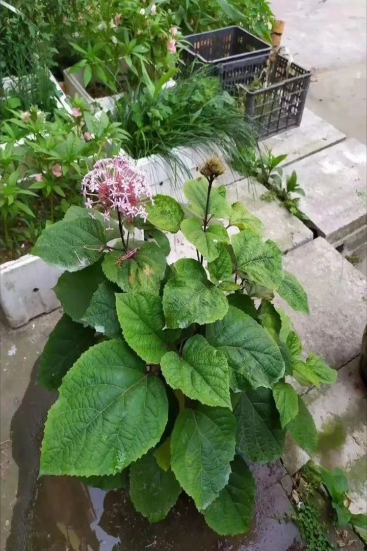 高度30厘米臭牡丹