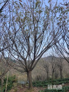 18公分樱花