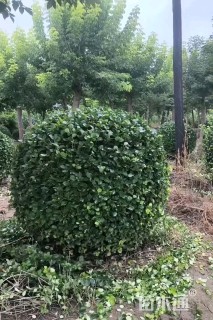 冠幅100厘米卫矛球