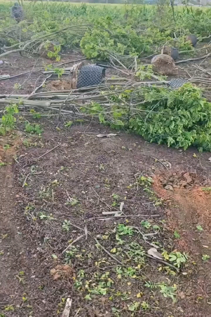 5公分黄花槐