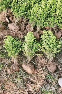 高度50厘米瓜子黄杨