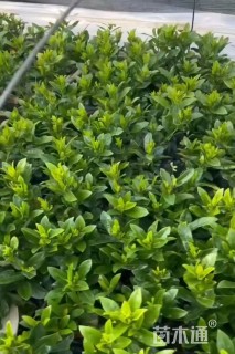 高度30厘米龙船花