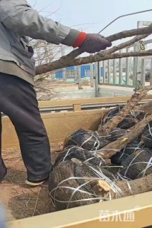 高度200厘米柽柳