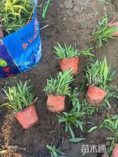 高度30厘米假龙头