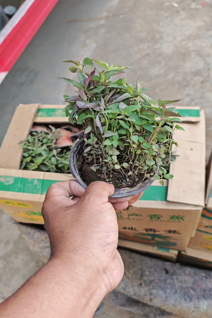 高度20厘米美国薄荷