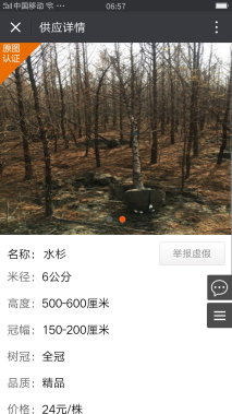 15公分池杉